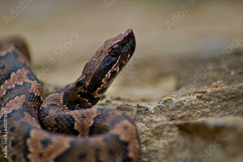 A closeup of a juvinal cottonmouth poses for pictures on a large rock, and keeps a wary eye on his surroundings.