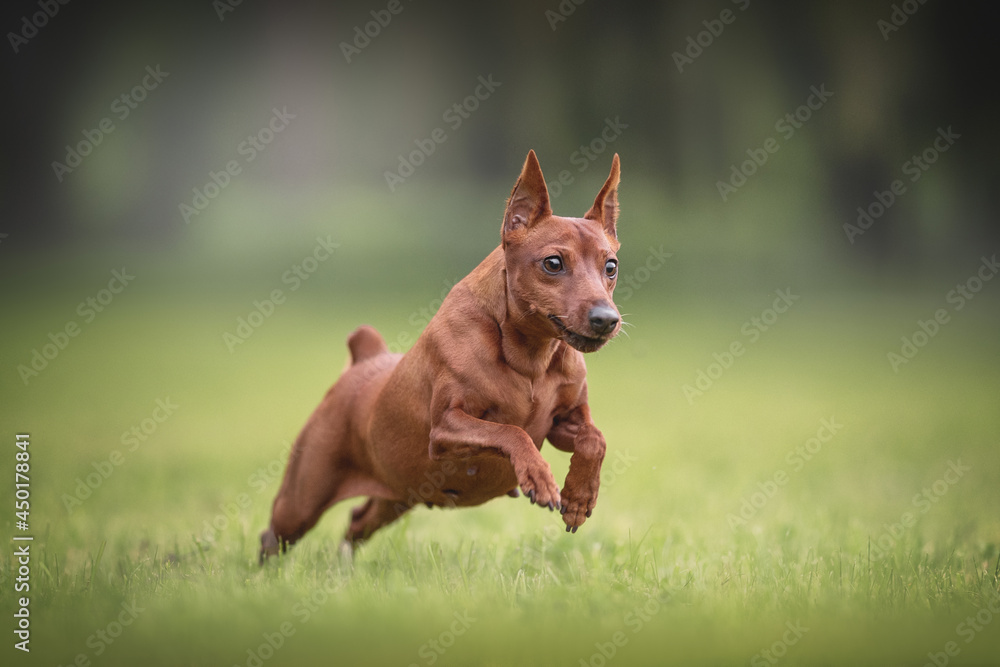 An active and muscular miniature pinscher with docked ears running over green grass against the backdrop of a bright summer landscape