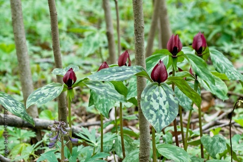 Trillium grows in the shade of a dense forest during the cool days of spring. photo