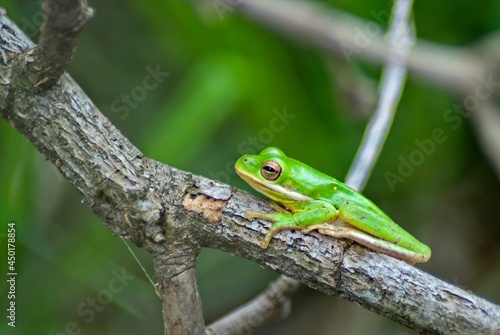 A green tree frog hangs out on a branch at snake road in southern Illinois