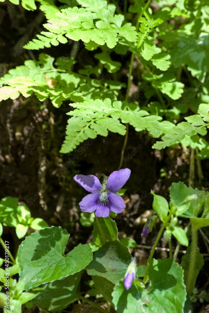 A single violet grows in the shadow of small baby ferns A single violet grows in the shadow of small baby ferns