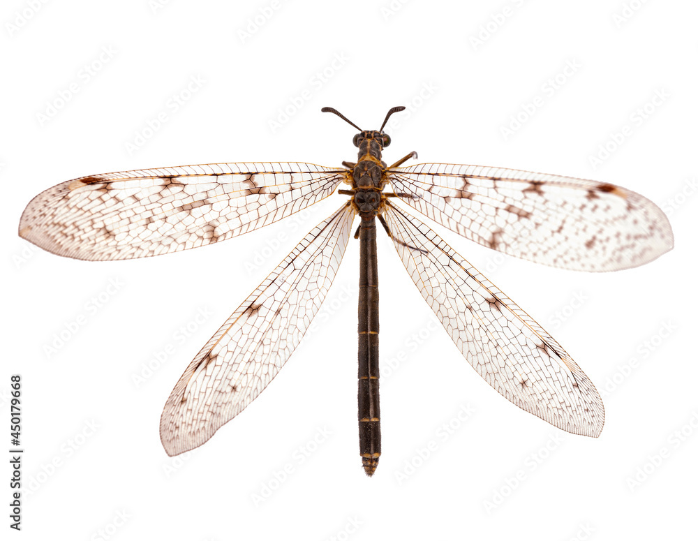 Antlion, specie of insect in the family Myrmeleontidae order Neuroptera, namely the adult insect, imago of a Euroleon nostras. Captured in Kyiv, Ukraine in 2021 summer. Isolated on white background. Antlion, specie of insect in the family Myrmeleontidae order Neuroptera, namely the adult insect, imago of a Euroleon nostras. Captured in Kyiv, Ukraine in 2021 summer. Isolated on white background.