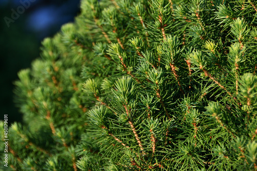 A close-up of a European dwarf pine, small green needles on thin twigs, like a beautiful carpet, cover the main bush, the evening sunlight gives a special shade.