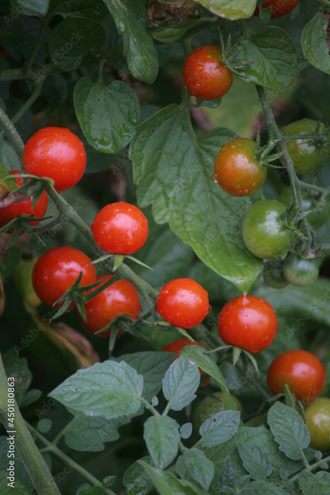 Cherry tomatoes growing on vines Cherry tomatoes growing on vines