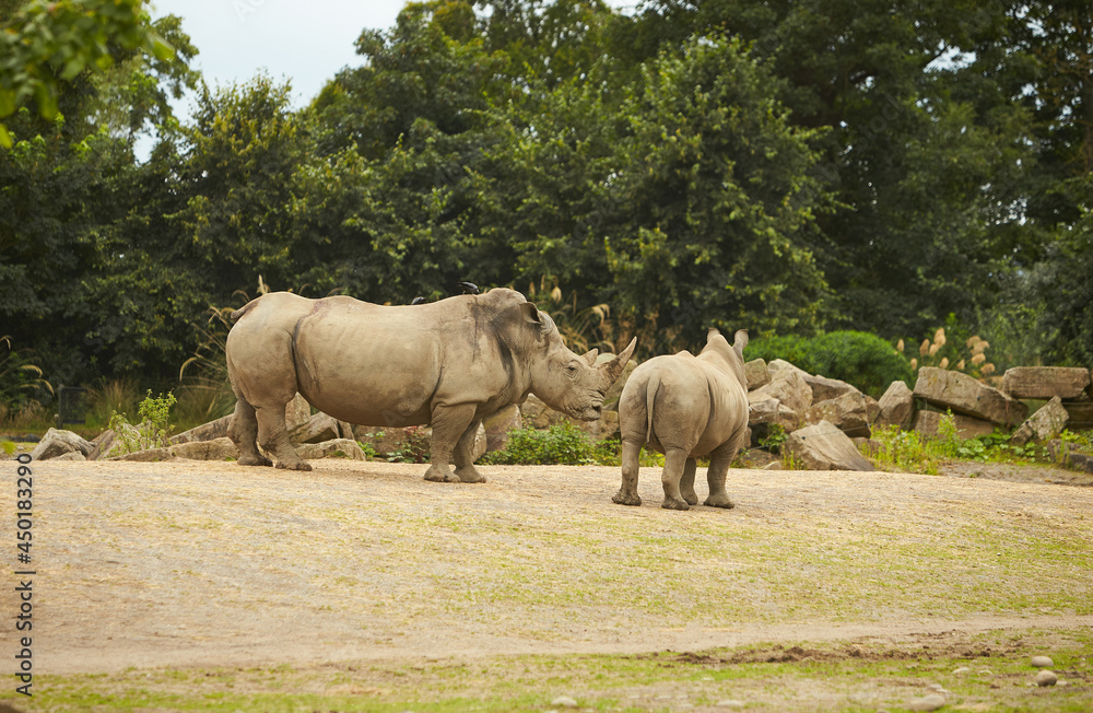 Fototapeta premium Two gray rhinoceros walking in the zoo.