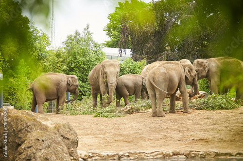 Photography Group of elephants in a zoo