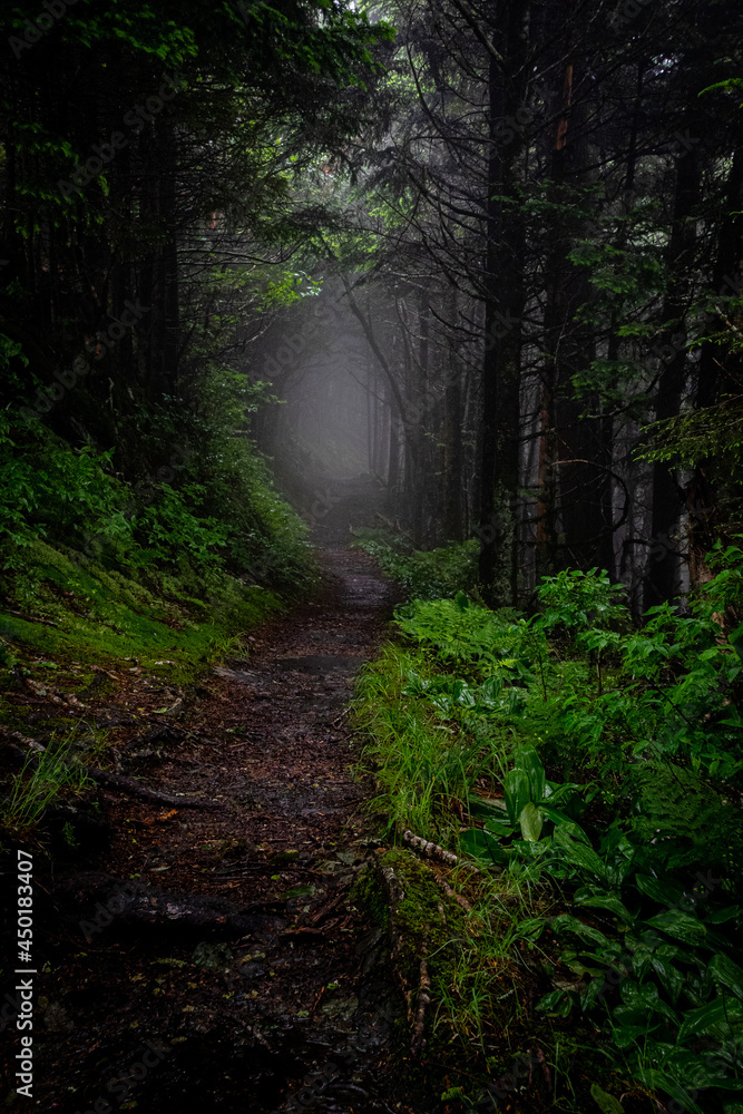 Obraz premium Foggy trail in the Smoky Mountains