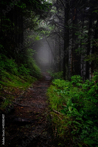 Foggy trail in the Smoky Mountains