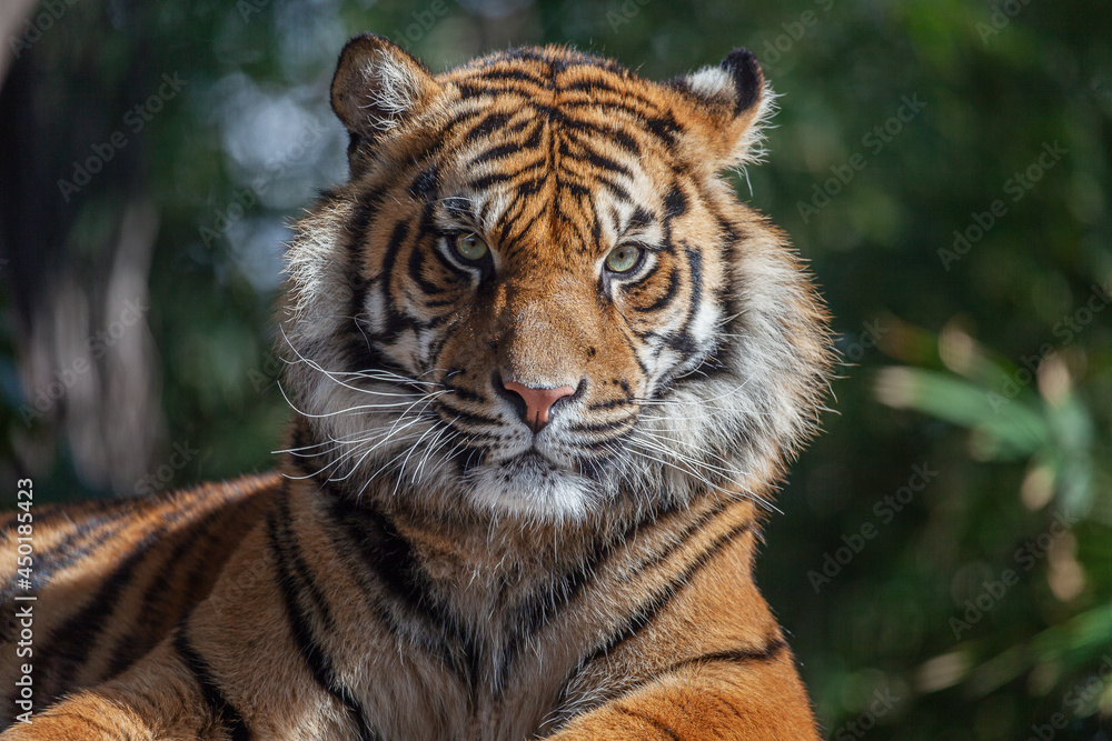 Obraz premium Tiger stares at the viewer