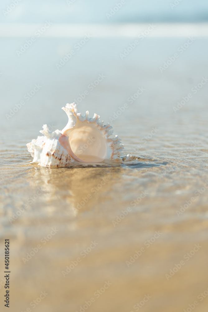 砂浜と貝殻 砂浜と貝殻