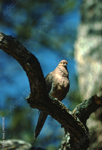 Mourning Dove (Zenaida Macroura)