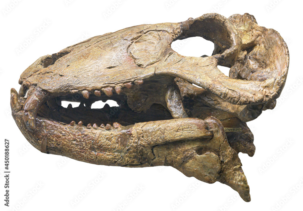 Syodon - genus of dinocephalian therapsids. Syodon - genus of dinocephalian therapsids.