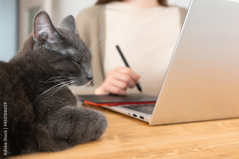 Grey cat sleeping on wooden table while unrecognizable woman in beige t-shirt drawing picture on graphic tablet. Millennial freelancer working from home office. Selective focus on pet. Grey cat sleeping on wooden table while unrecognizable woman in beige t-shirt drawing picture on graphic tablet. Millennial freelancer working from home office. Selective focus on pet.