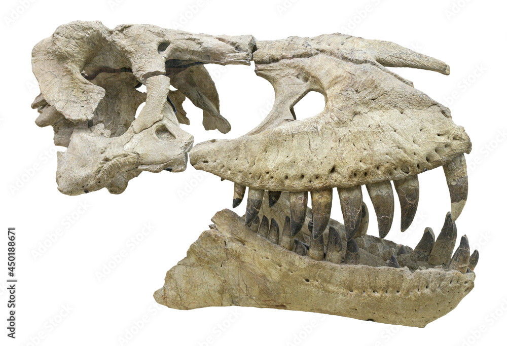 Tarbosaurus bataar Tarbosaurus bataar