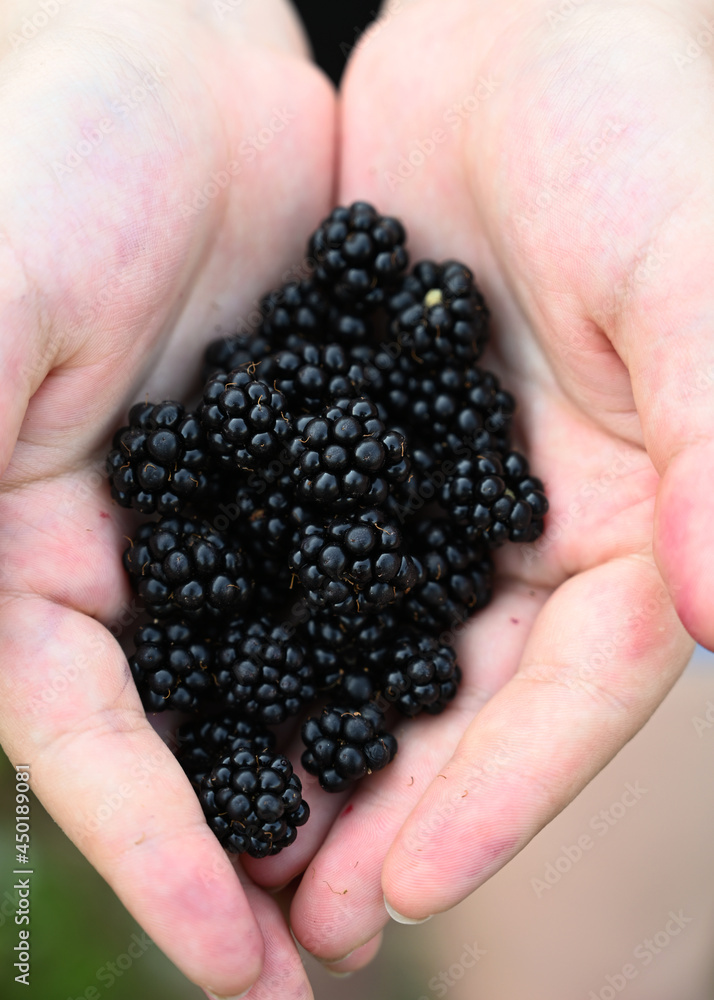 Bunch of wild blackberries in girl's hands fresh picked Bunch of wild blackberries in girl's hands fresh picked