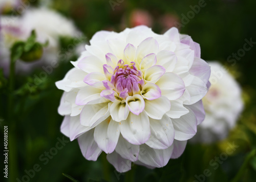 White dahlia with violet center and violet petal tips with hints of yellow