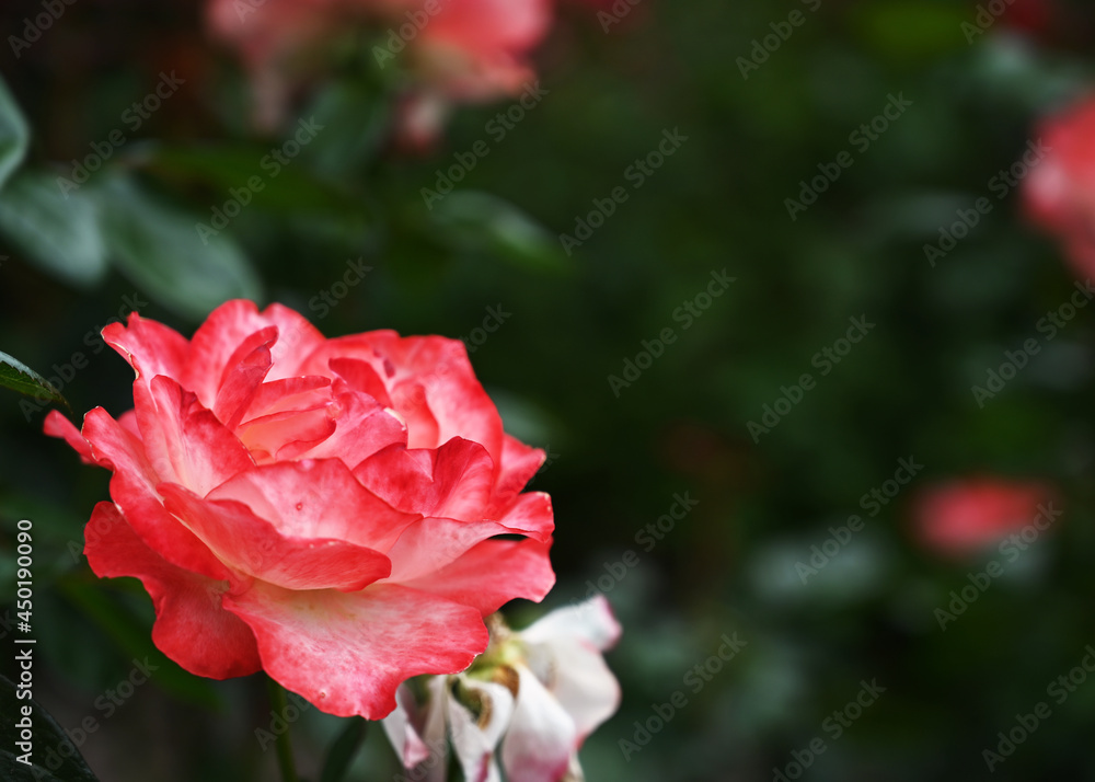 White rose with dark pink on petals in full bloom with a dark green background with more roses White rose with dark pink on petals in full bloom with a dark green background with more roses