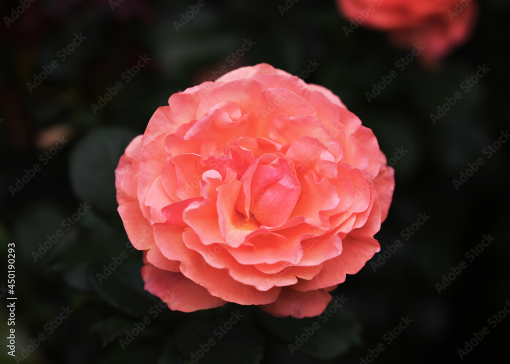 Large salmon pink rose in full bloom with ruffled petals Large salmon pink rose in full bloom with ruffled petals