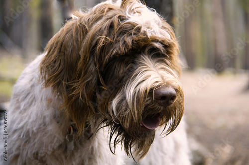 Wired haired pointing griffon puppy