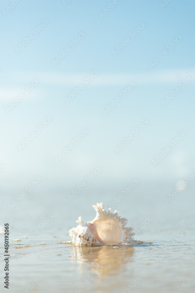 砂浜と貝殻 砂浜と貝殻