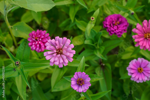 Purple and pink zinnia flowers growing outdoors. 