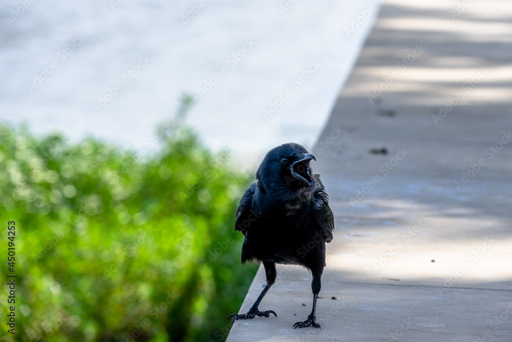 Fototapeta premium Open Mouth Black Bird