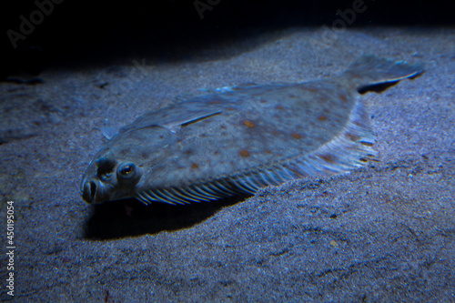 Bild auf Leinwand The European plaice (Pleuronectes platessa).