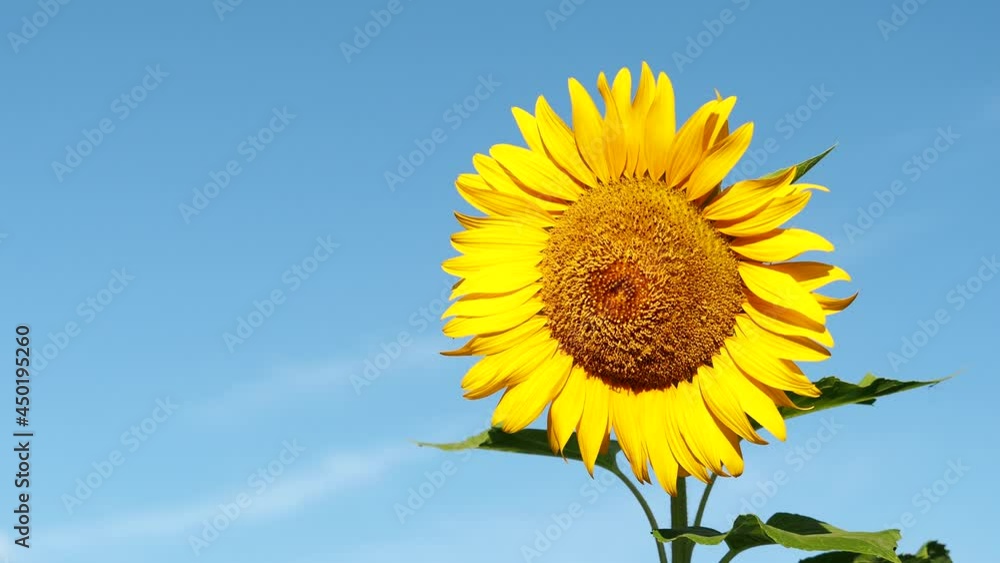 Tokyo,Japan - August 11, 2021: Closeup of sunflower petals on blue sky background Tokyo,Japan - August 11, 2021: Closeup of sunflower petals on blue sky background