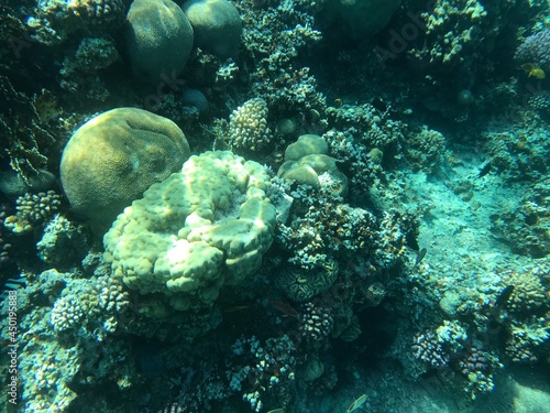 Underwater recordings in Aqaba Jordan Coral with colored fish
