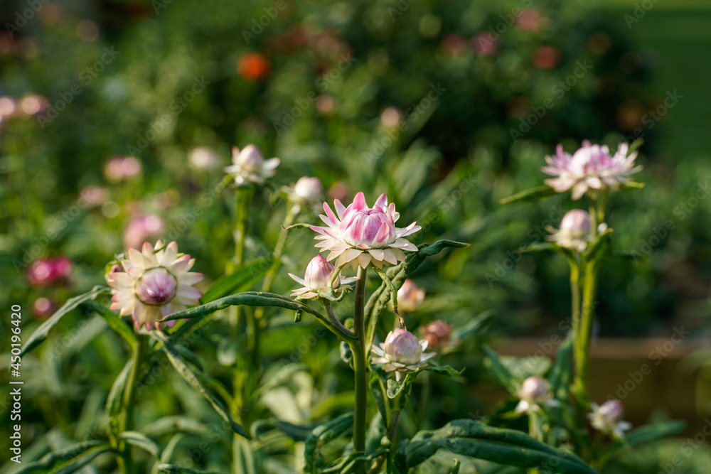 Pink strawflowers growing in a flower garden outdoors. Pink strawflowers growing in a flower garden outdoors.