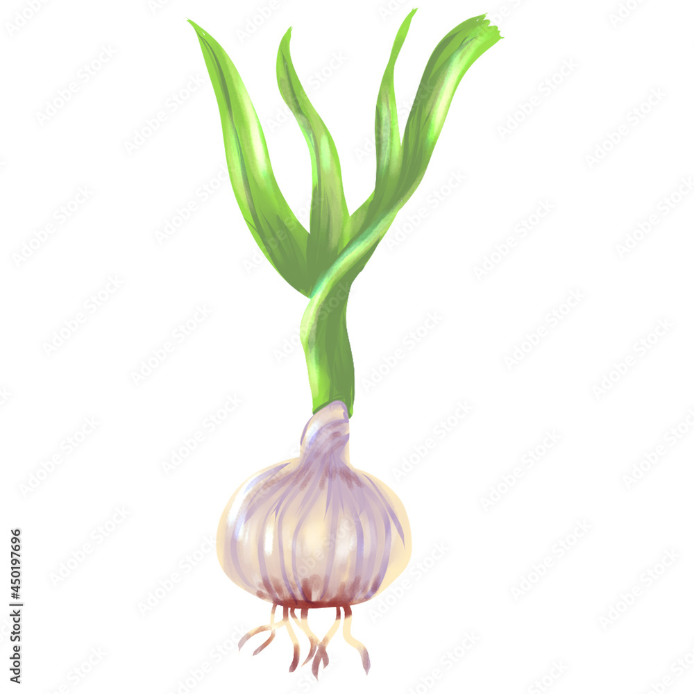 onion and garlic illustration vector 