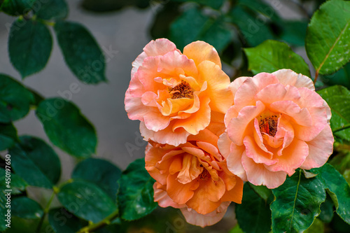 Selective focus shot of orange Westerland rose flowering plants growing in the garden photo