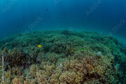 Diving in the Thailand ocean © Arnu