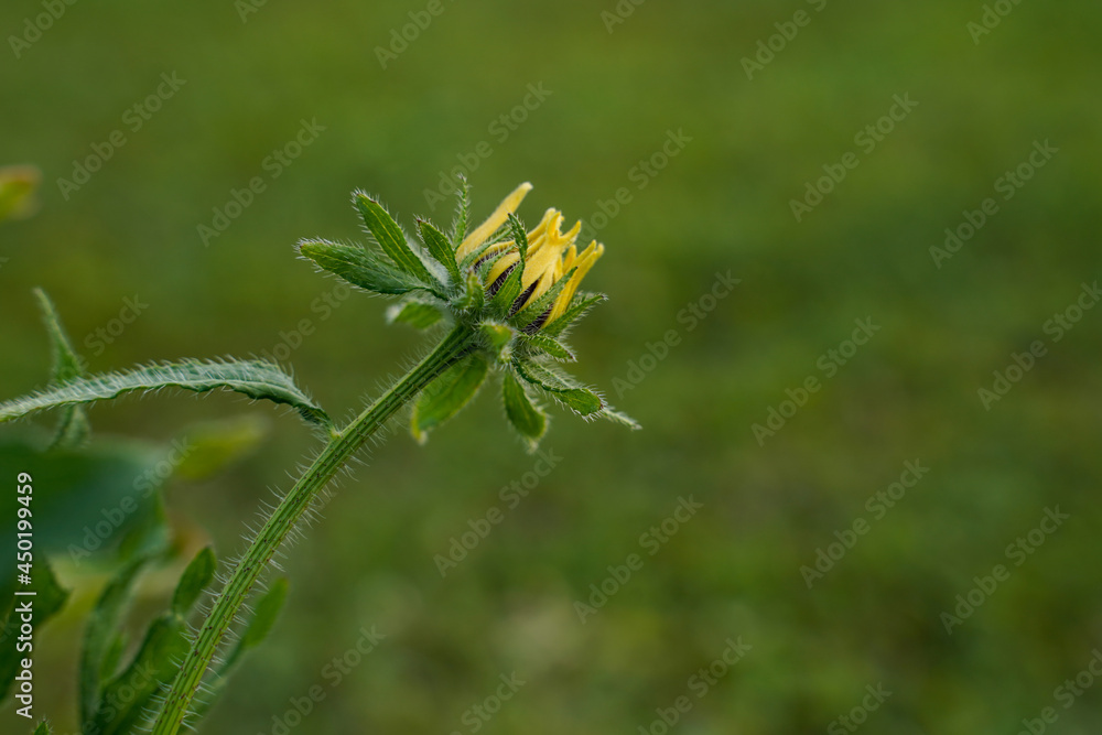 Single blooming black-eyed Susan flower in a field. Single blooming black-eyed Susan flower in a field.