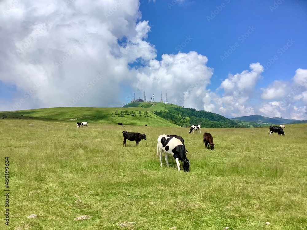 Scenery of Utsukushigahara Plateau in summer at an altitude of 2000m Scenery of Utsukushigahara Plateau in summer at an altitude of 2000m
