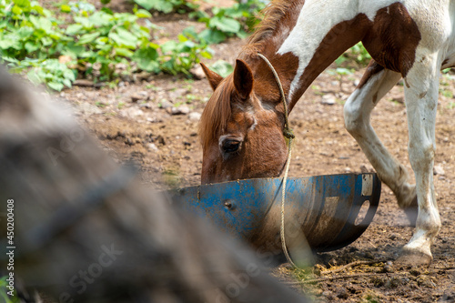 Close up of a brown and white grade horse eating from a blue barrel cut in half in a rural ranch  photo