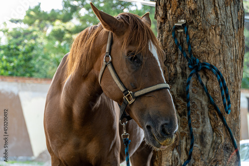 Portrait shot of beautiful brown horse with brown hair tilting head sideways with headstall on looking straight at the camera