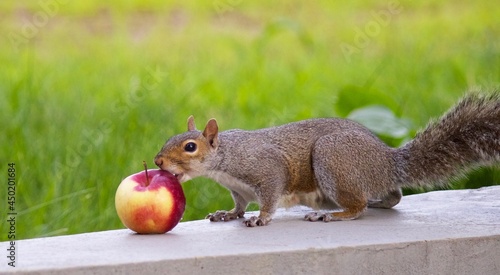 squirrel in the park