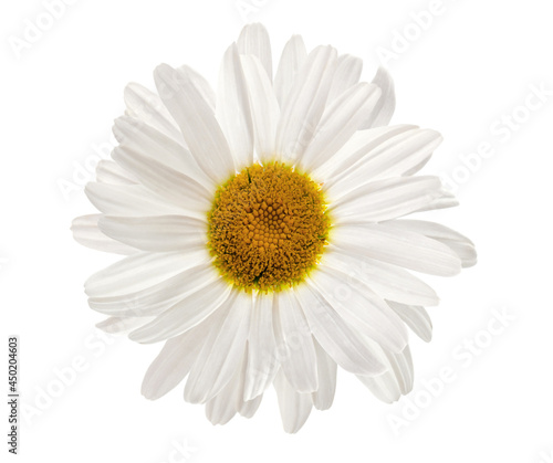 Chamomile flower isolated on white background. Medicinal herbal plant.