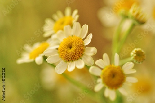 chamomile flower 