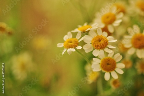 chamomile flower 