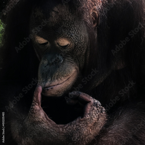 Carta da parati Scimmie - Carta da parati Close-up Of A Monkey