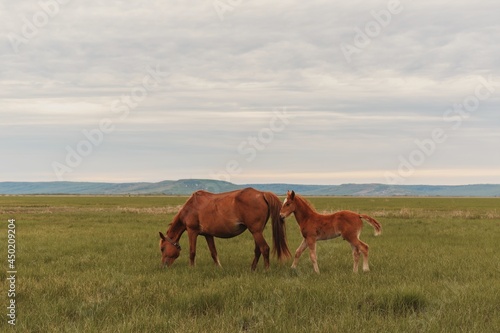 young brown horse and her foal in a pasture, meadow. 