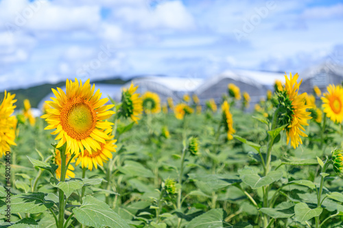                                                 Summer sky and sunflower field Yamaguchi-ken Shimonoseki city