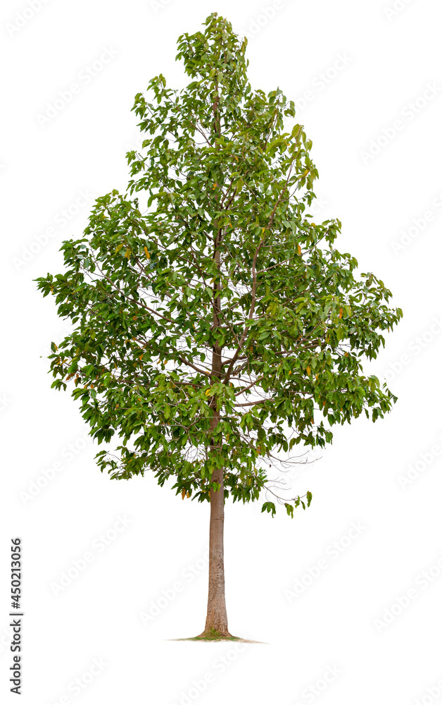 green tree model isolated on white