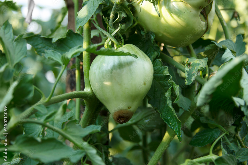 Blossom end rot. Damaged fruit on the bush. Disease of tomatoes. The green tomato close-up Blossom end rot. Damaged fruit on the bush. Disease of tomatoes. The green tomato close-up