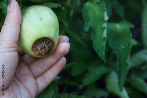 Tomatoes and Diseases. Blossom end rot. Unripe green damaged tomato in the woman hand