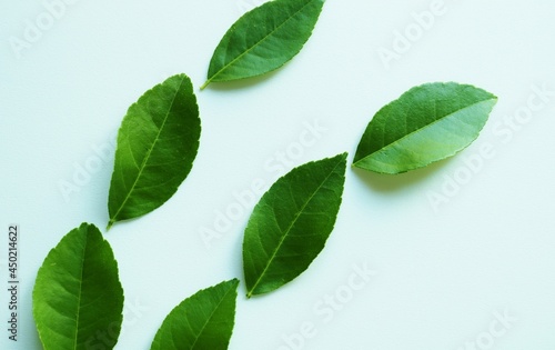 癒しの緑　ライムの葉　背景　イメージ