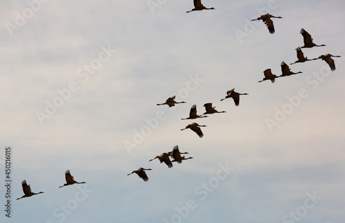 Bird migration, group of cranes flying high up in cloudy sky © JackF