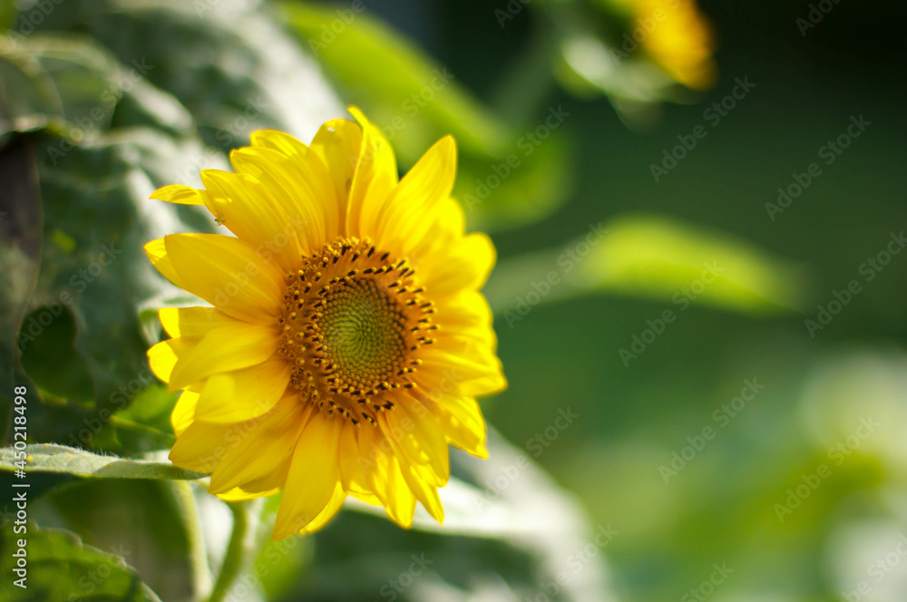Sunflowers. Sunflowers in the rays. Close up of sunflowers. Sunflowers. Sunflowers in the rays. Close up of sunflowers.